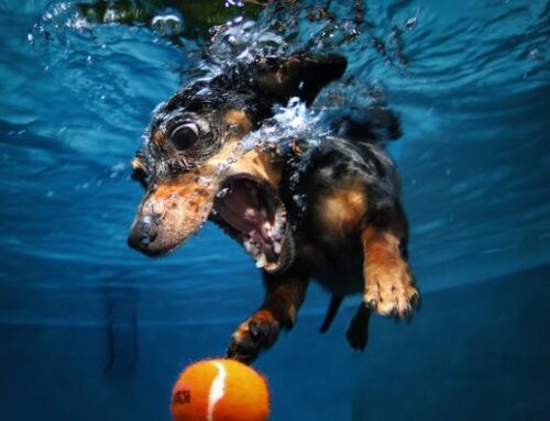 Water Polo at R.I.S.D.