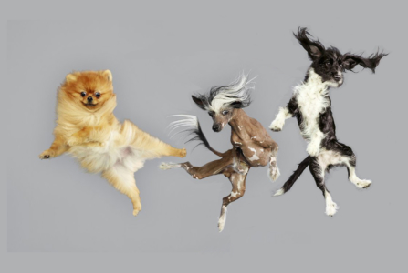 R.I.S.D. Ballet