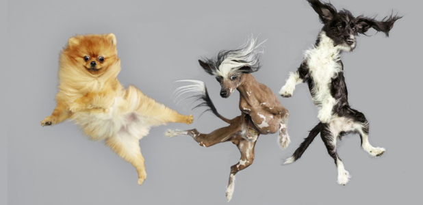 R.I.S.D. Ballet